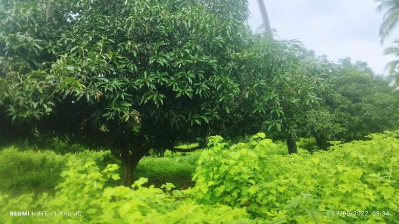 Venta Terreno / Lote Coyuca de Benítez - Guerrero