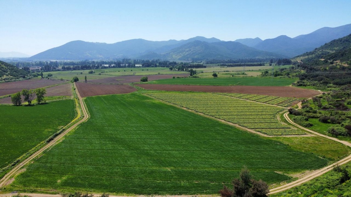 Venta Agrícola Codegua - O'Higgins