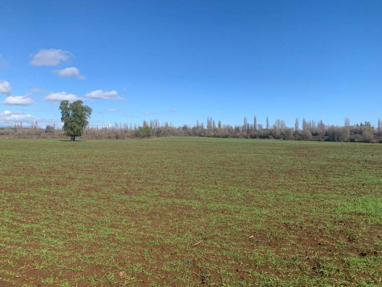 Venta Agrícola Longaví - Maule