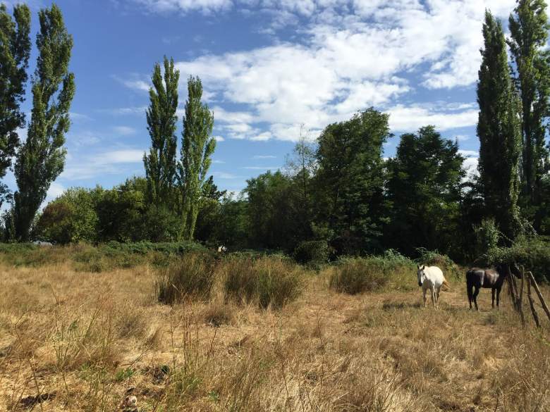 Venta Terreno San nicolás - Ñuble