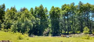Venta Terreno Pucón - La Araucanía