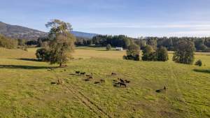 Venta Terreno Panguipulli - Los Ríos