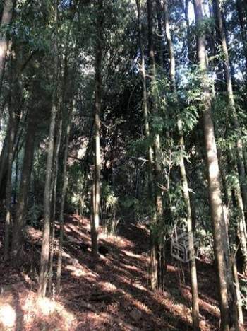 Venta Terreno Concepción - Biobío