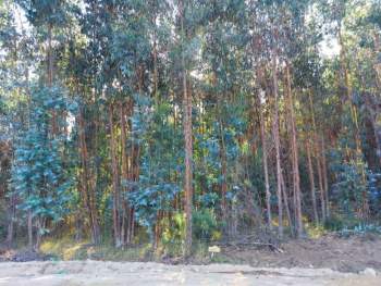 Venta Terreno Litueche - O'Higgins