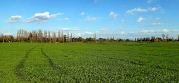 Venta Terreno Pinto - Ñuble