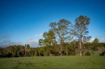 Venta Terreno Fresia - Los Lagos