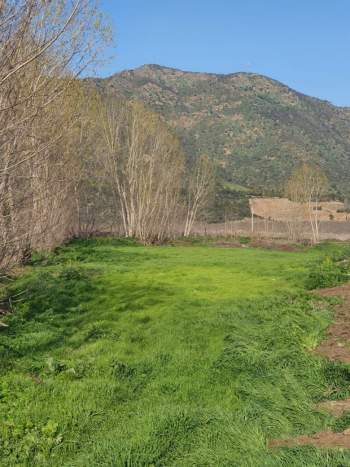 Venta Agrícola Requínoa - O'Higgins