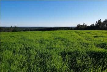 Venta Agrícola Yumbel - Biobío