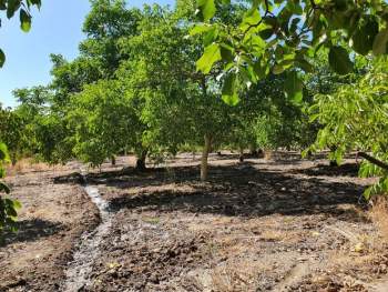 Venta Agrícola Requínoa - O'Higgins