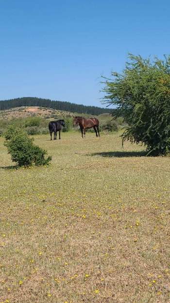 Venta Terreno Retiro - Maule