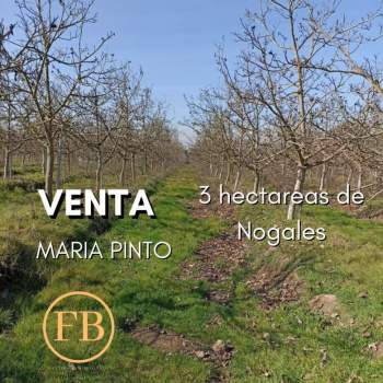 Venta Inversión María pinto - Región Metropolitana