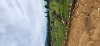 Venta Terreno Hualañé - Maule