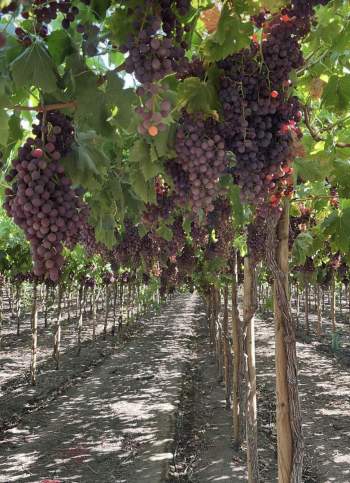 Venta Agrícola Putaendo - Valparaíso