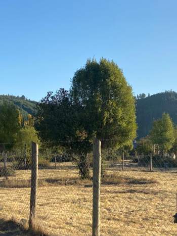Venta Sitio Hualqui - Biobío