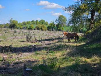 Venta Terreno Pemuco - Ñuble
