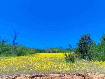 Venta Agrícola Pumanque - O'Higgins