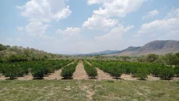 Venta Agrícola Abelardo L Rodriguez - Cintalapa