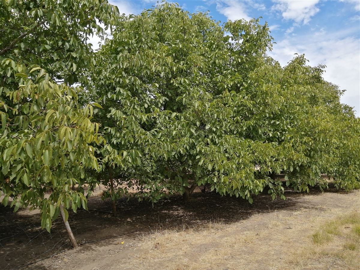 Venta Parcela Portezuelo - Ñuble