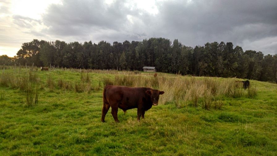 Venta Agrícola Ancud - Los Lagos