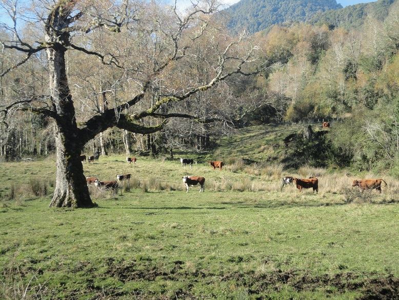 Venta Agrícola Futrono - Los Ríos