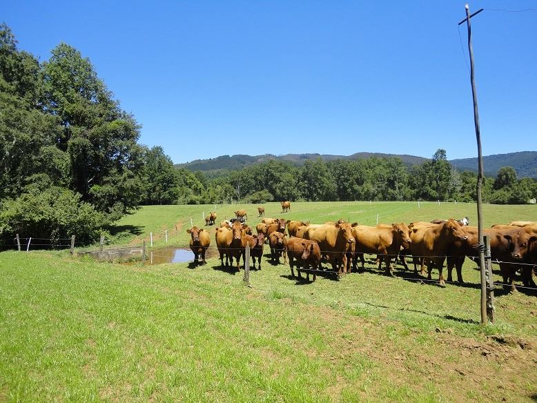 Venta Agrícola Valdivia - Los Ríos