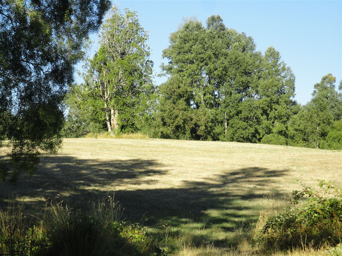 Venta Agrícola Pitrufquén - La Araucanía