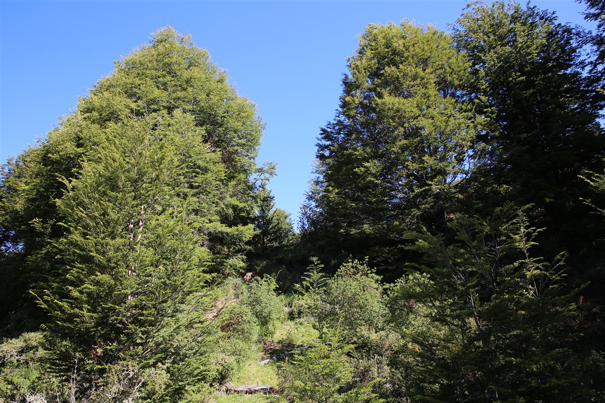 Venta Parcela Coyhaique - Aysén
