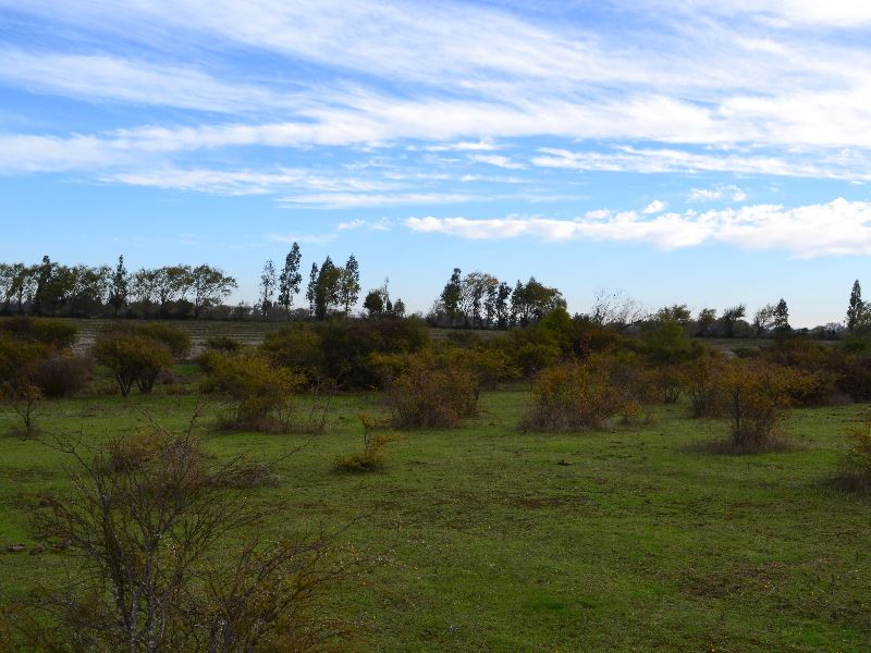 Venta Sitio Parral - Maule