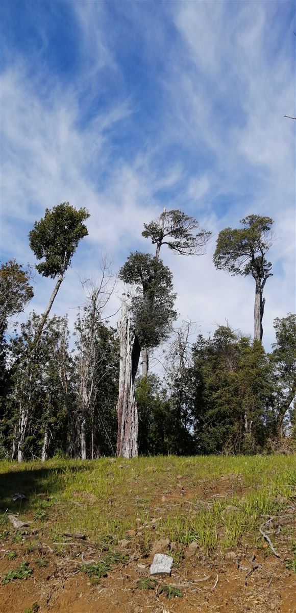 Venta Sitio Purranque - Los Lagos