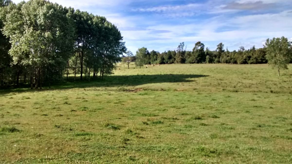 Venta Sitio Los Muermos - Los Lagos