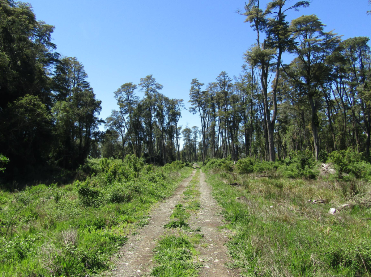 Venta Sitio Puyehue - Los Lagos