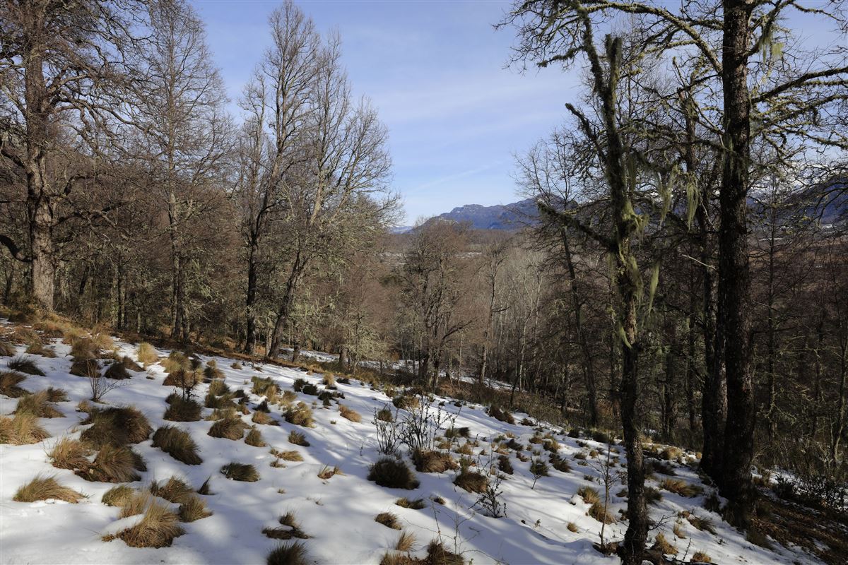 Venta Sitio Lonquimay - La Araucanía