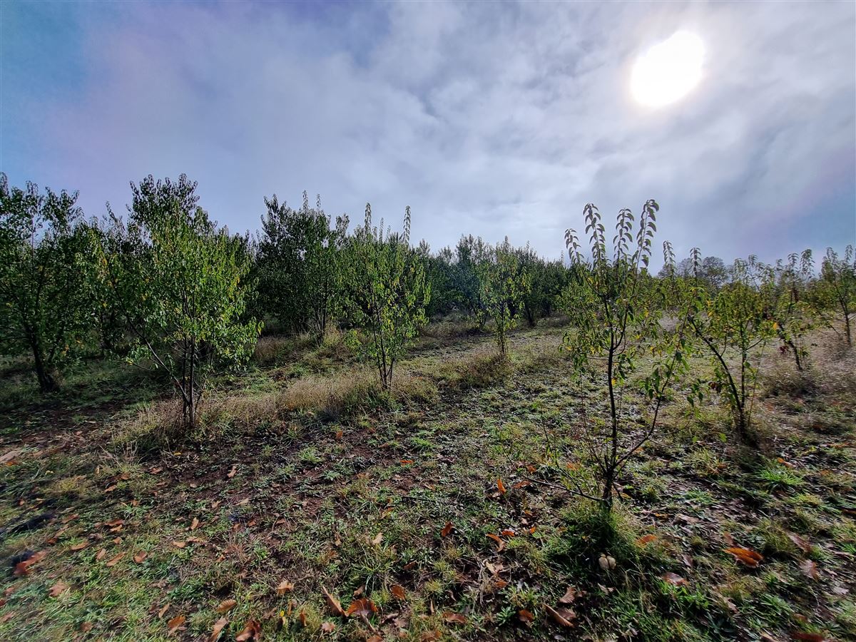 Venta Sitio Valdivia - Los Ríos