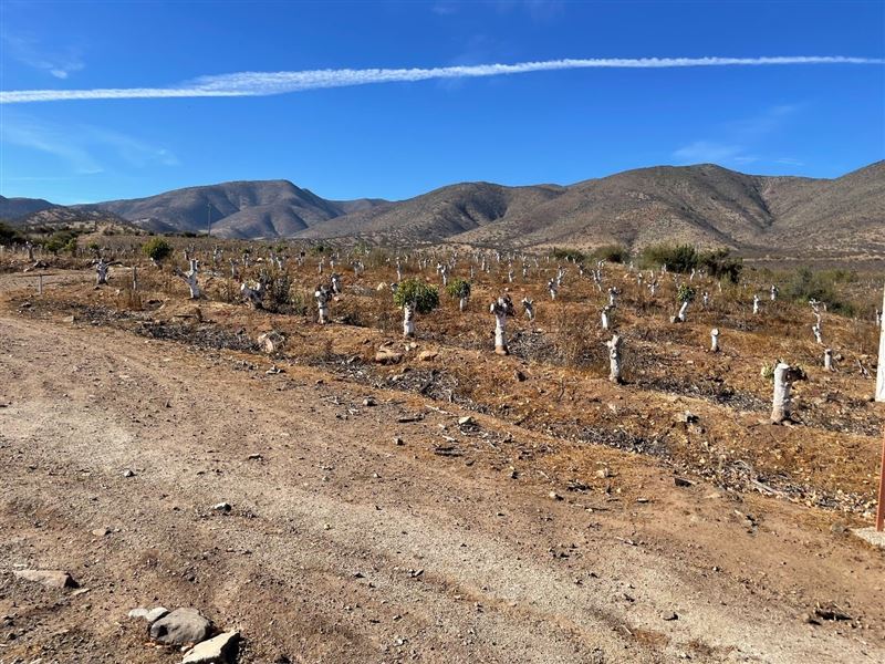 Venta Agrícola Illapel - Coquimbo