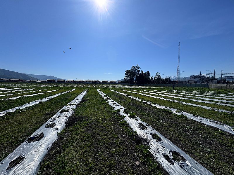 Venta Agrícola Quillota - Valparaíso