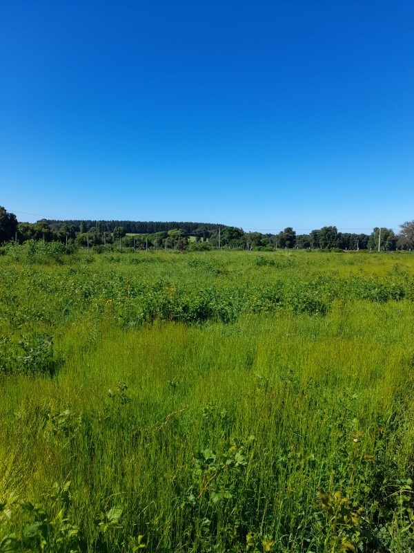 Venta Parcela Quilleco - Biobío