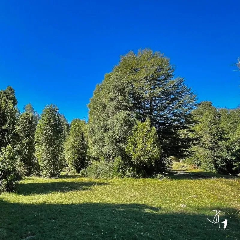 Venta Parcela Osorno - Los Lagos