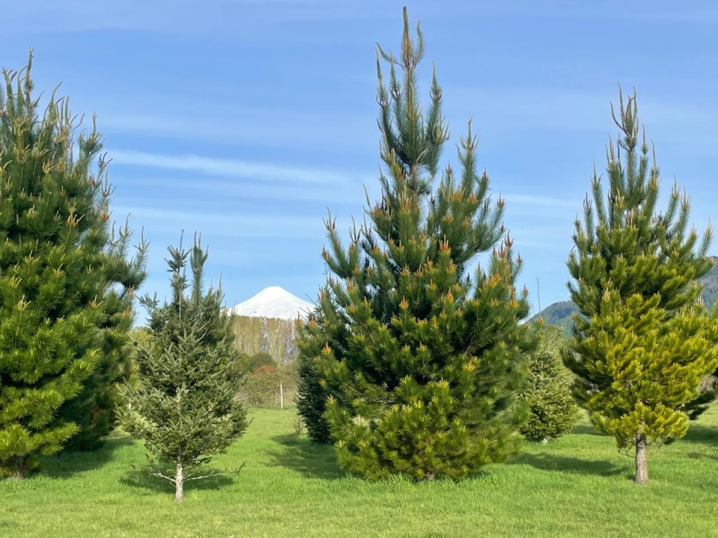 Venta Parcela Villarrica - La Araucanía