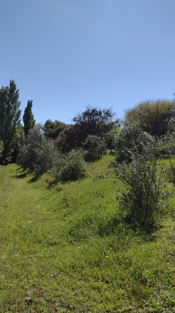 Venta Parcela Chillán - Ñuble