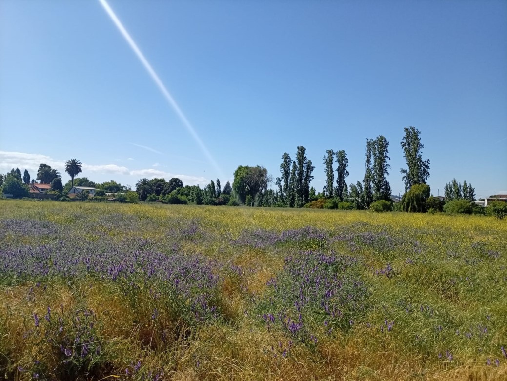 Venta Sitio San Javier - Maule