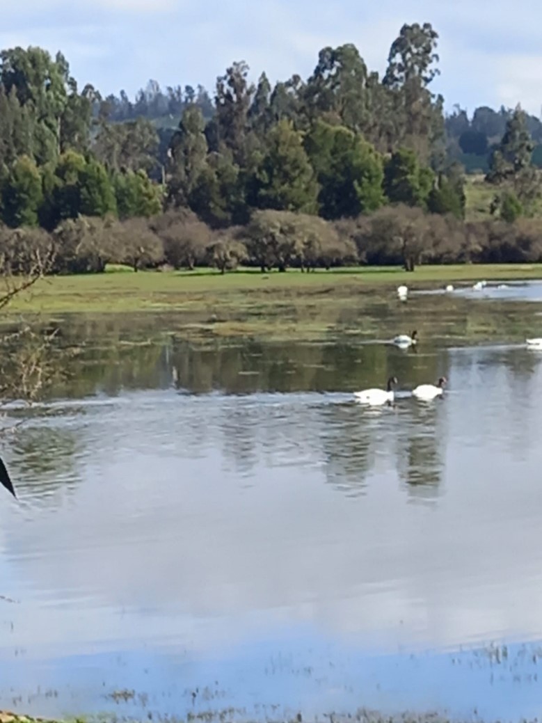 Venta Parcela Vichuquén - Maule