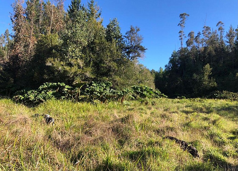 Venta Sitio Hualqui - Biobío
