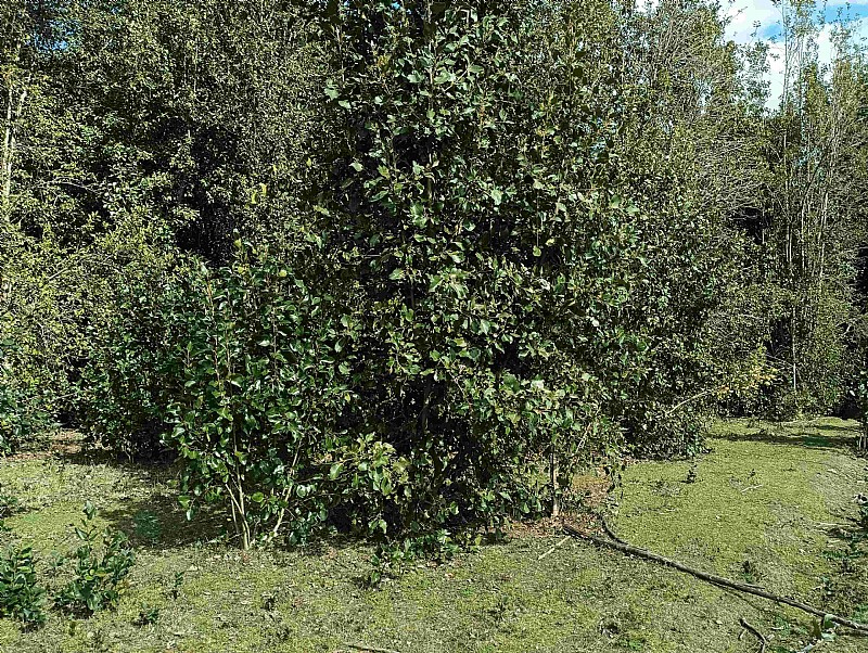 Venta Agrícola Cunco - La Araucanía