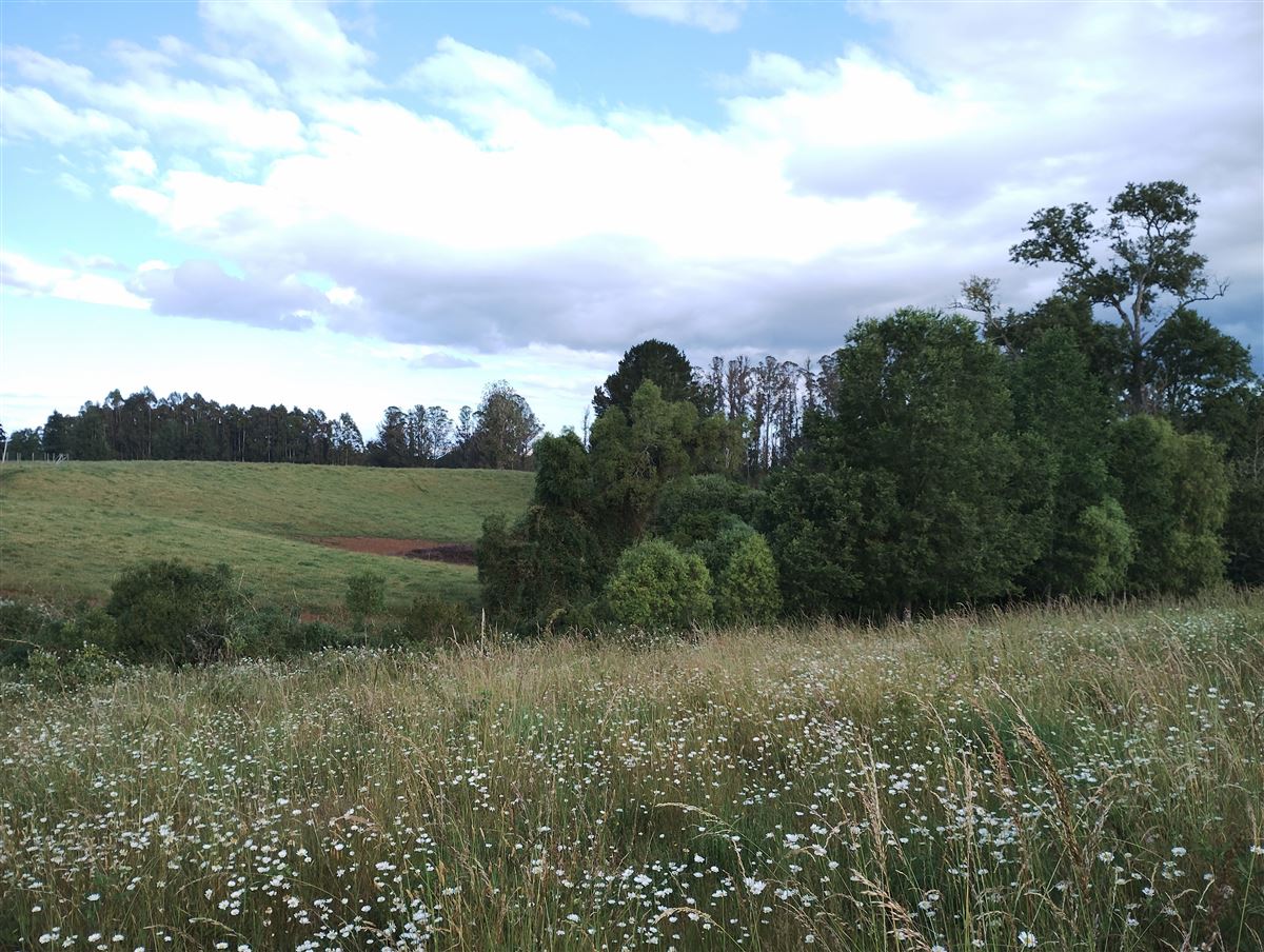 Venta Parcela Osorno - Los Lagos