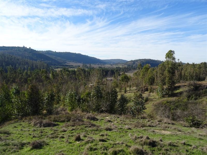 Venta Parcela Litueche - O'Higgins
