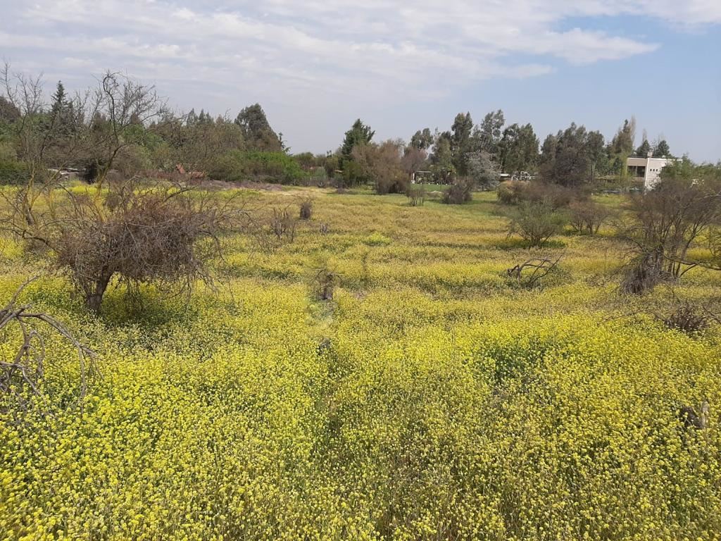 Venta Parcela Colina - Región Metropolitana