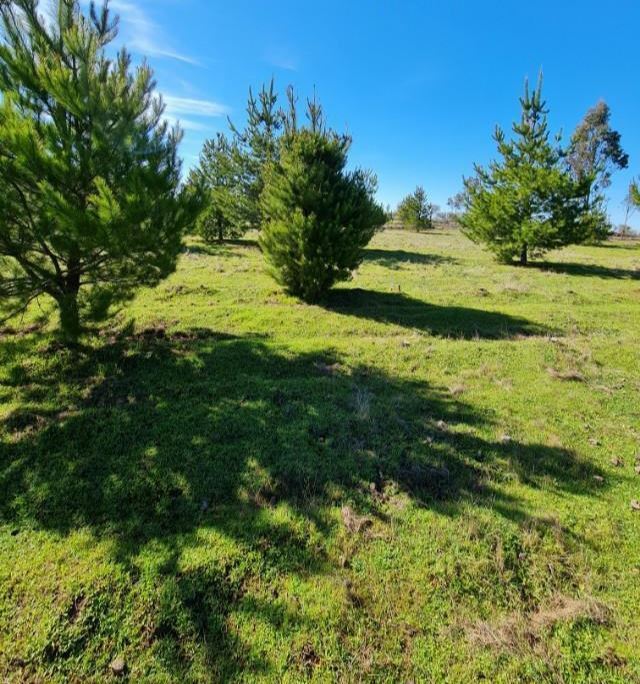 Venta Parcela San nicolás - Ñuble