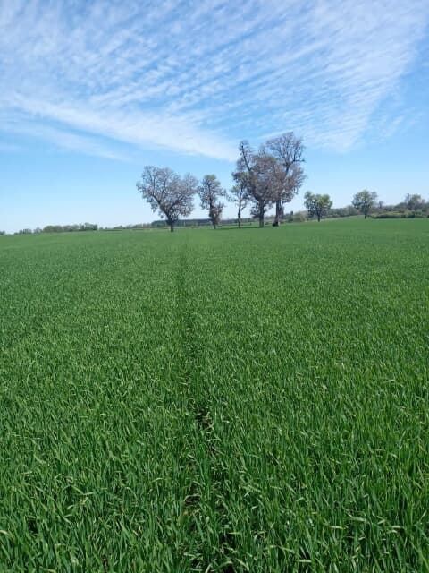 Venta Agrícola Pinto - Ñuble