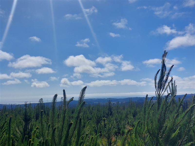 Venta Parcela Pichilemu - O'Higgins