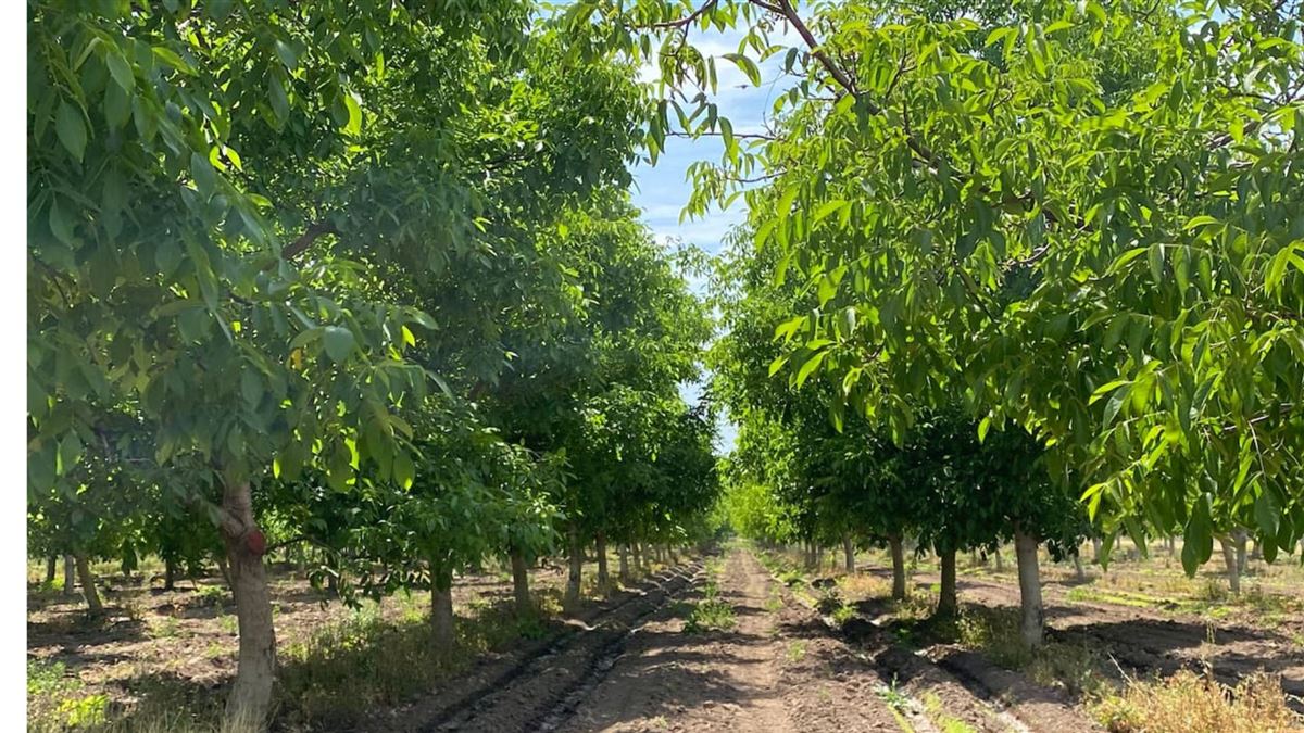 Venta Agrícola Paine - Región Metropolitana